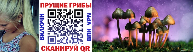 наркота  Балтийск  Псилоцибиновые грибы прущие грибы 